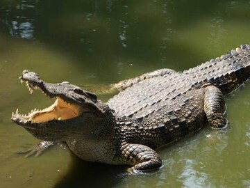 শয়ে শয়ে কুমির কিলবিল! বইছে জনবহুল ঘিঞ্জি শহরের মাঝে! এটা "ভারতের কুমির নদী"