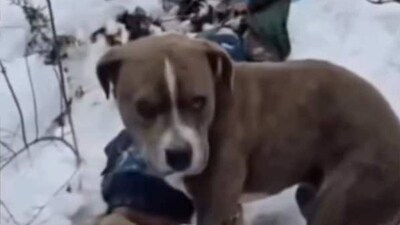 তীব্র ঠান্ডা এবং প্রচণ্ড ঝড়ের বিরুদ্ধে লড়াই করে, কুকুরটি ঠায় পাহারায় দাঁড়িয়েছিল