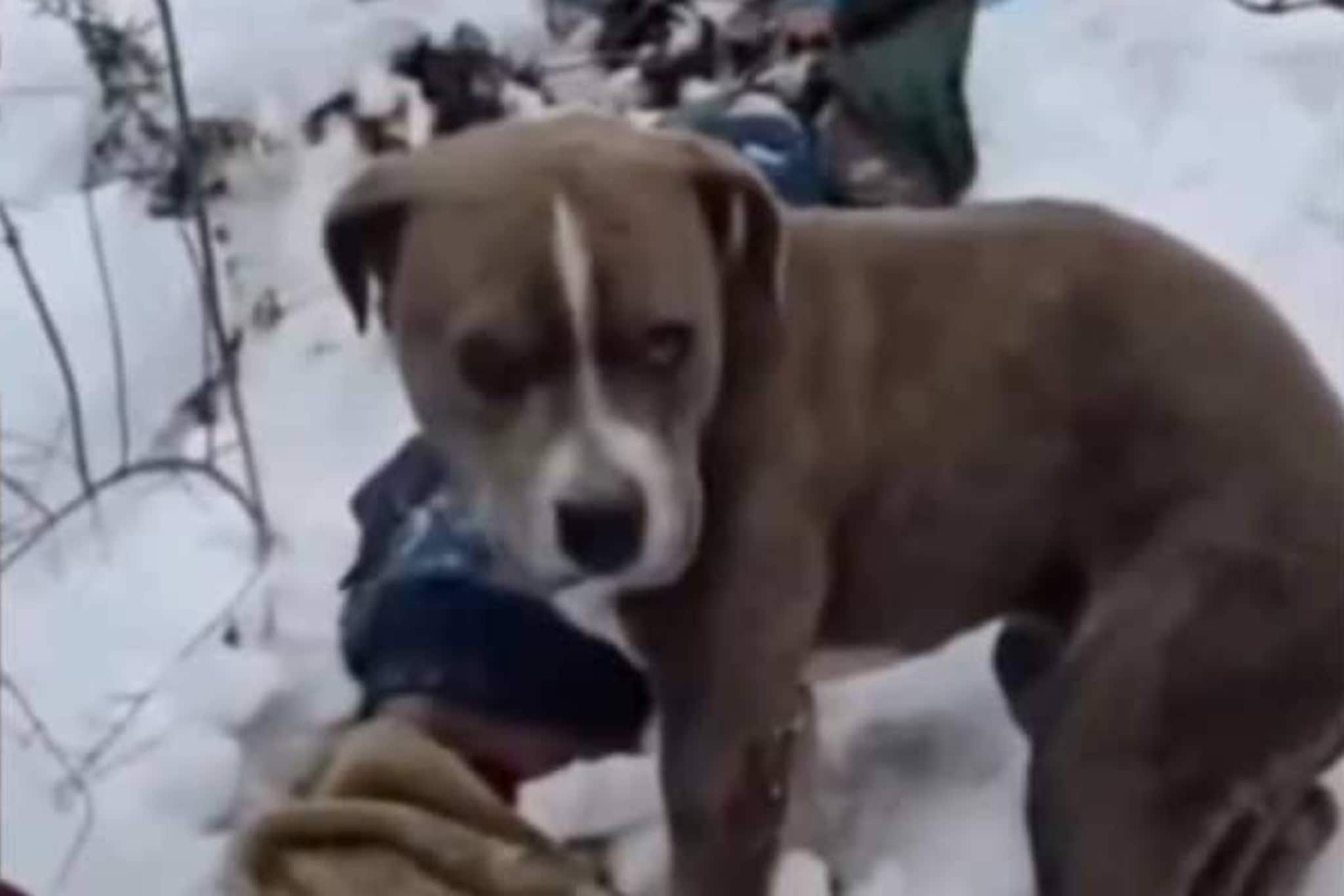 তুষারপাতে মৃত যুবকের পাশে পাহারায় তার পোষ্য পিটবুল! ছেড়ে যাবে না...ভিডিও দেখে চোখে জল তুষারপাতে মৃত যুবকের পাশে পাহারায় তার পোষ্য পিটবুল! ছেড়ে যাবে না...ভিডিও দেখে চোখে জল