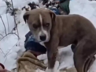 তীব্র ঠান্ডা এবং প্রচণ্ড ঝড়ের বিরুদ্ধে লড়াই করে, কুকুরটি ঠায় পাহারায় দাঁড়িয়েছিল