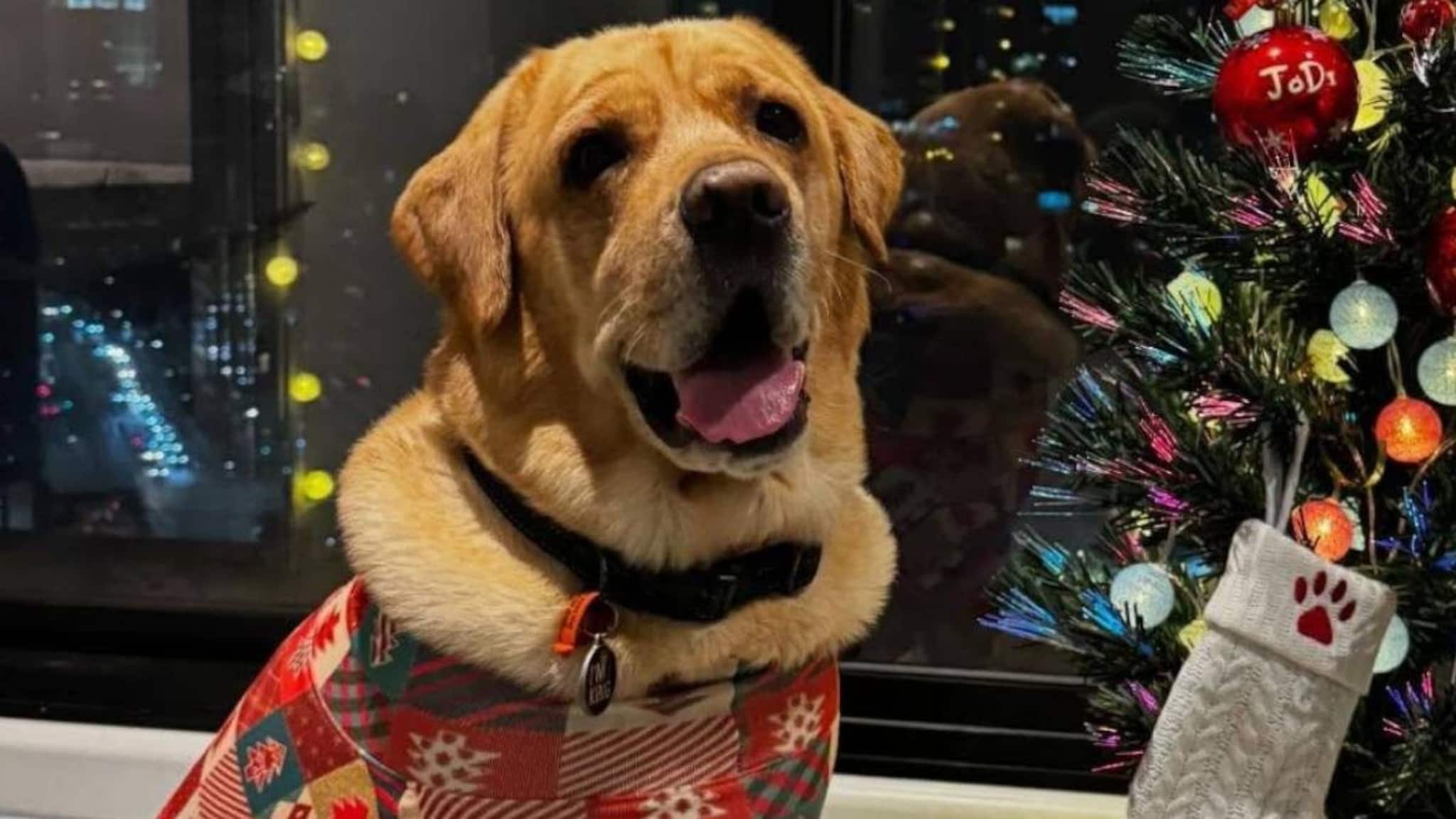 Dog Lover: ১৫ লক্ষ টাকা খরচ করে পোষ্য সারমেয়কে ভারত থেকে নিজেদের কাছে উড়িয়ে নিয়ে গেলেন অস্ট্রেলিয়ায় পাড়ি দেওয়া ভারতীয় দম্পতি