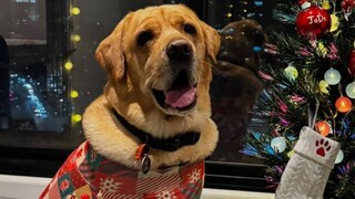 দম্পতির মতে টাকা আবার উপার্জন করা যেতে পারে, কিন্তু তাঁদের কাছে পোষা প্রাণীর সখ্য বিকল্পহীন দম্পতির মতে টাকা আবার উপার্জন করা যেতে পারে, কিন্তু তাঁদের কাছে পোষা প্রাণীর সখ্য বিকল্পহীন