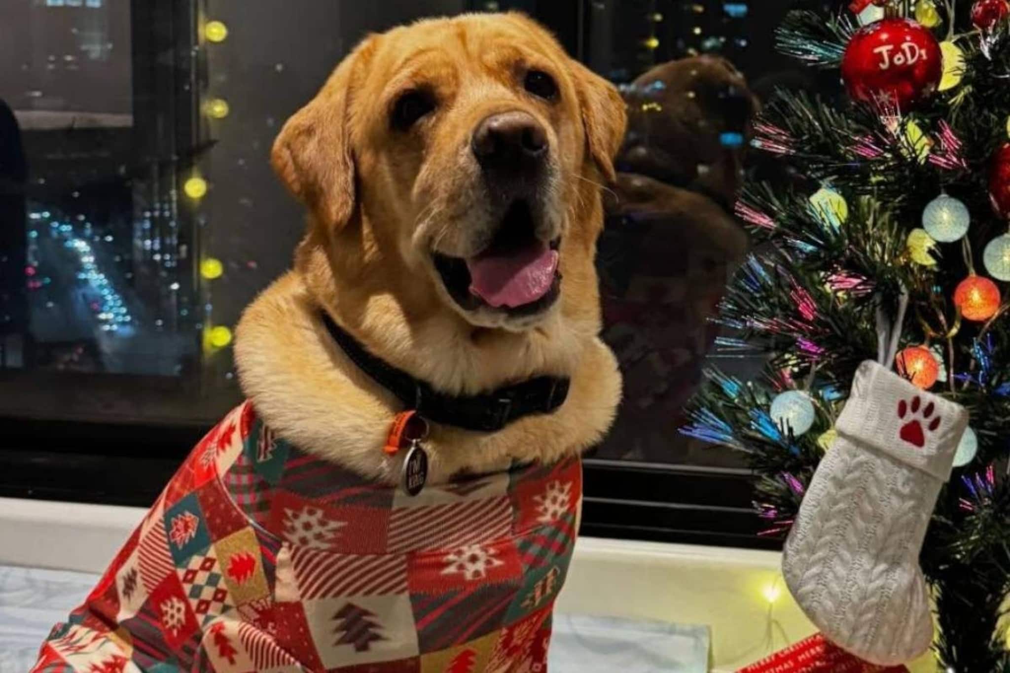 ১৫ লক্ষ টাকা খরচ করে পোষ্য সারমেয়কে ভারত থেকে অস্ট্রেলিয়ায় নিয়ে গেলেন হায়দরাবাদের দম্পতি ১৫ লক্ষ টাকা খরচ করে পোষ্য সারমেয়কে ভারত থেকে অস্ট্রেলিয়ায় নিয়ে গেলেন হায়দরাবাদের দম্পতি