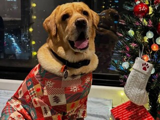 দম্পতির মতে টাকা আবার উপার্জন করা যেতে পারে, কিন্তু তাঁদের কাছে পোষা প্রাণীর সখ্য বিকল্পহীন