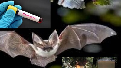 ৩. জেনে রাখা জরুরি যে বাদুড় নিপা ভাইরাসের প্রাকৃতিক বাহক।৪. বাদুড় ফল বা কাঁচা খেজুরের রস লালা বা প্রস্রাব দিয়ে দূষিত করতে পারে। তাই খেজুরের কাঁচা রস খাওয়া এই সময় এড়িয়ে যাওয়াই ভাল।