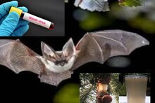 NIPAH Virus Dos & Donts: খেজুরের রস খাবেন না! আক্রান্ত হতে পারেন ভয়ঙ্কর ছোঁয়াচে নিপা ভাইরাসে! আর কী কী খেলে ছড়াবে এই ভাইরাস? জানুন