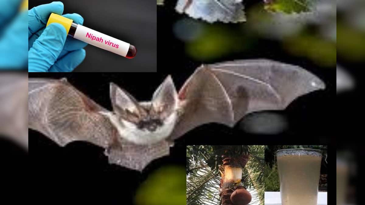 NIPAH Virus Dos & Donts: খেজুরের রস খাবেন না! আক্রান্ত হতে পারেন ভয়ঙ্কর ছোঁয়াচে নিপা ভাইরাসে! আর কী কী খেলে ছড়াবে এই ভাইরাস? জানুন