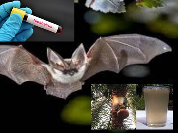 খেজুরের রস খাবেন না! আক্রান্ত হতে পারেন ভয়ঙ্কর নিপা ভাইরাসে! আর কী খেলে ছড়াবে? জানুন