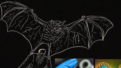 নিপা ভাইরাস বাড়ছে