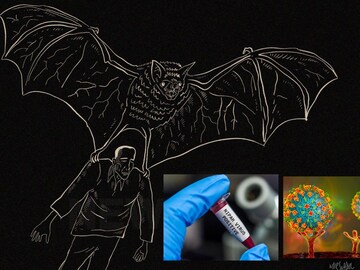 জ্বর থেকে খিঁচুনি হয়ে কোমা! বাংলায় ধরা পড়েছে NIPAH Virus! কী খেলে ছড়ায় এই রোগ, জানুন