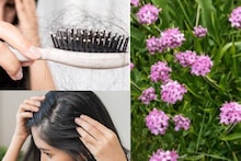 Hair Problem: চুলের জন্য আশীর্বাদ! বন্ধ চুল পড়া-চুল পাকা! লম্বা হয় তড়তড়িয়ে...জেনে নিন জংলি গাছের আশ্চর্য উপকারিতা