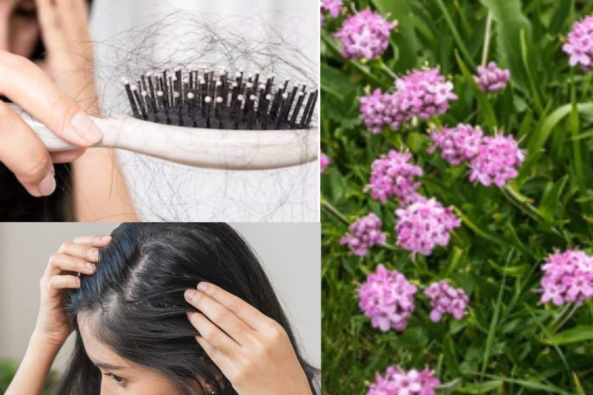 চুলের জন্য আশীর্বাদ, চুল পড়া রোধ করে, নিয়মিত ব্যবহারে চুল দ্রুত বাড়ে জংলি গাছের গুণে