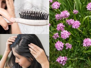 চুলের গোড়াকে পুষ্টি জোগায় এবং শক্তিশালী করে, ধীরে ধীরে চুল পড়া কমাতে সাহায্য করে