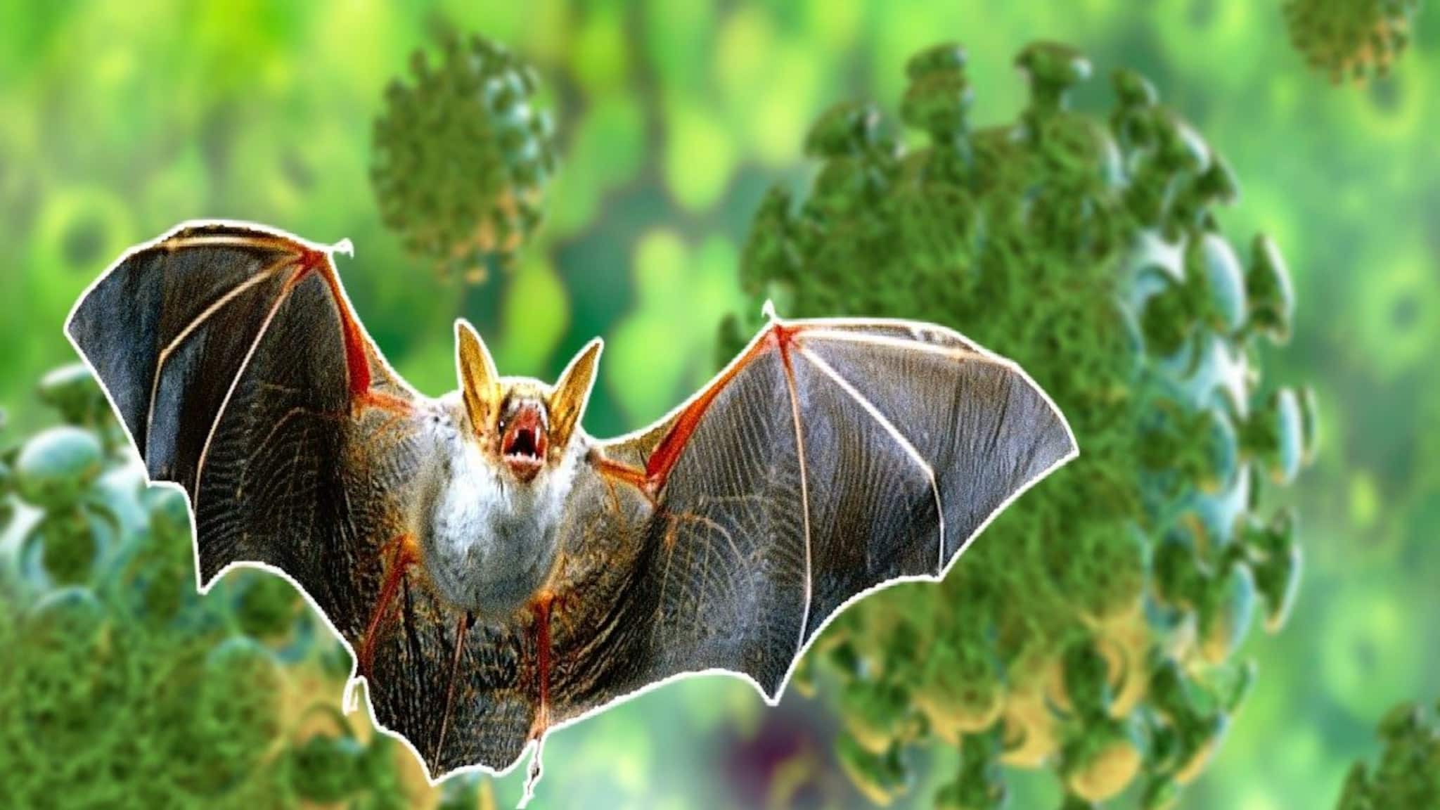 Nipah Virus News: রাজ্যে নিপা ভাইরাসের মারণ থাবা! জ্বর হলেই লালা পরীক্ষা, সংক্রমণের মোকাবিলায় প্রস্তুত পুরুলিয়া জেলা স্বাস্থ্য দফতর