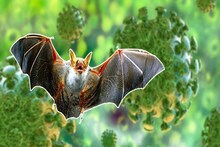 Nipah Virus News: রাজ্যে নিপা ভাইরাসের মারণ থাবা! জ্বর হলেই লালা পরীক্ষা, সংক্রমণের মোকাবিলায় প্রস্তুত পুরুলিয়া জেলা স্বাস্থ্য দফতর