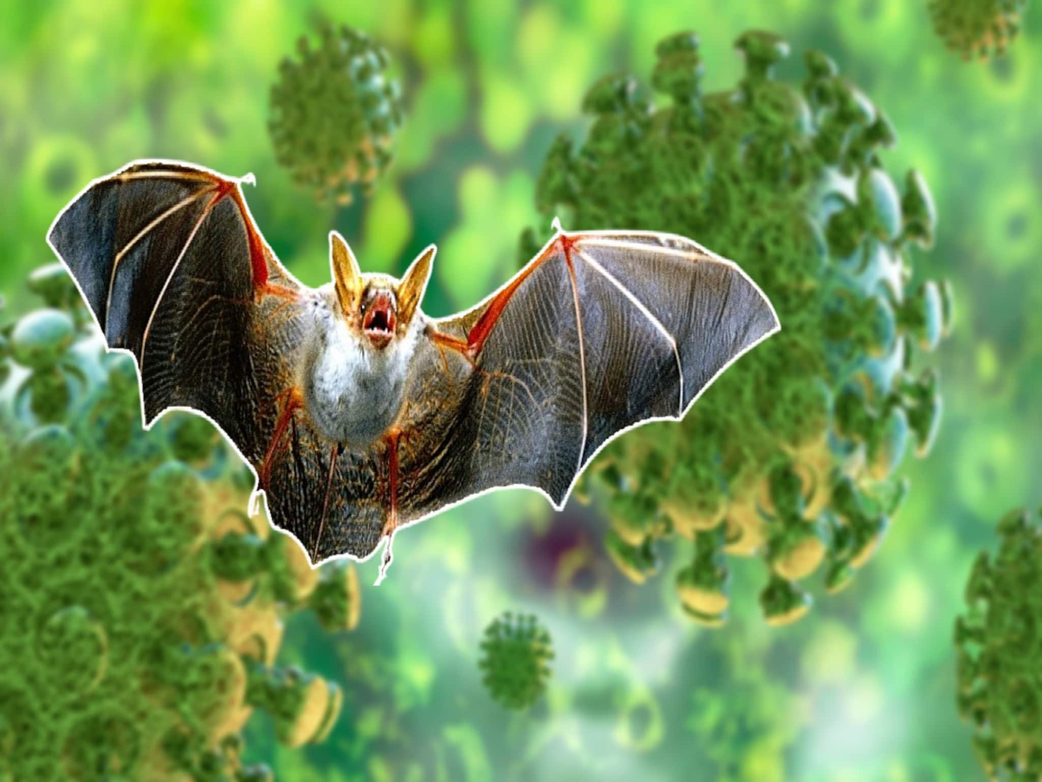 রাজ্যে নিপা ভাইরাসের মারণ থাবা! জ্বর হলেই লালা পরীক্ষা, আর কী কী পরামর্শ দিচ্ছেন MSVP?