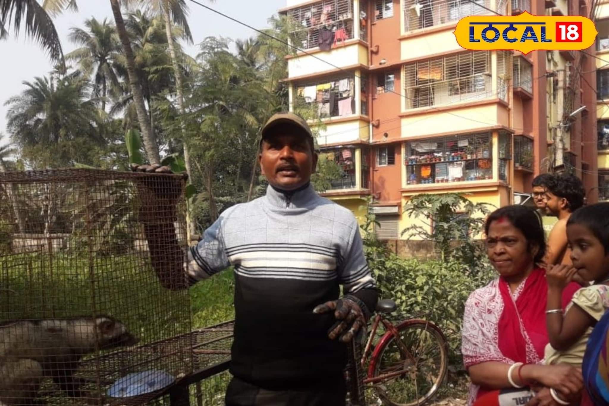 হাওড়ার উলুবেড়িয়া থেকে উদ্ধার পূর্ণবয়স্ক গন্ধগোকুল!হাঁস-মুরগি হারানোর ভয় দূর হল বাসিন্দাদের