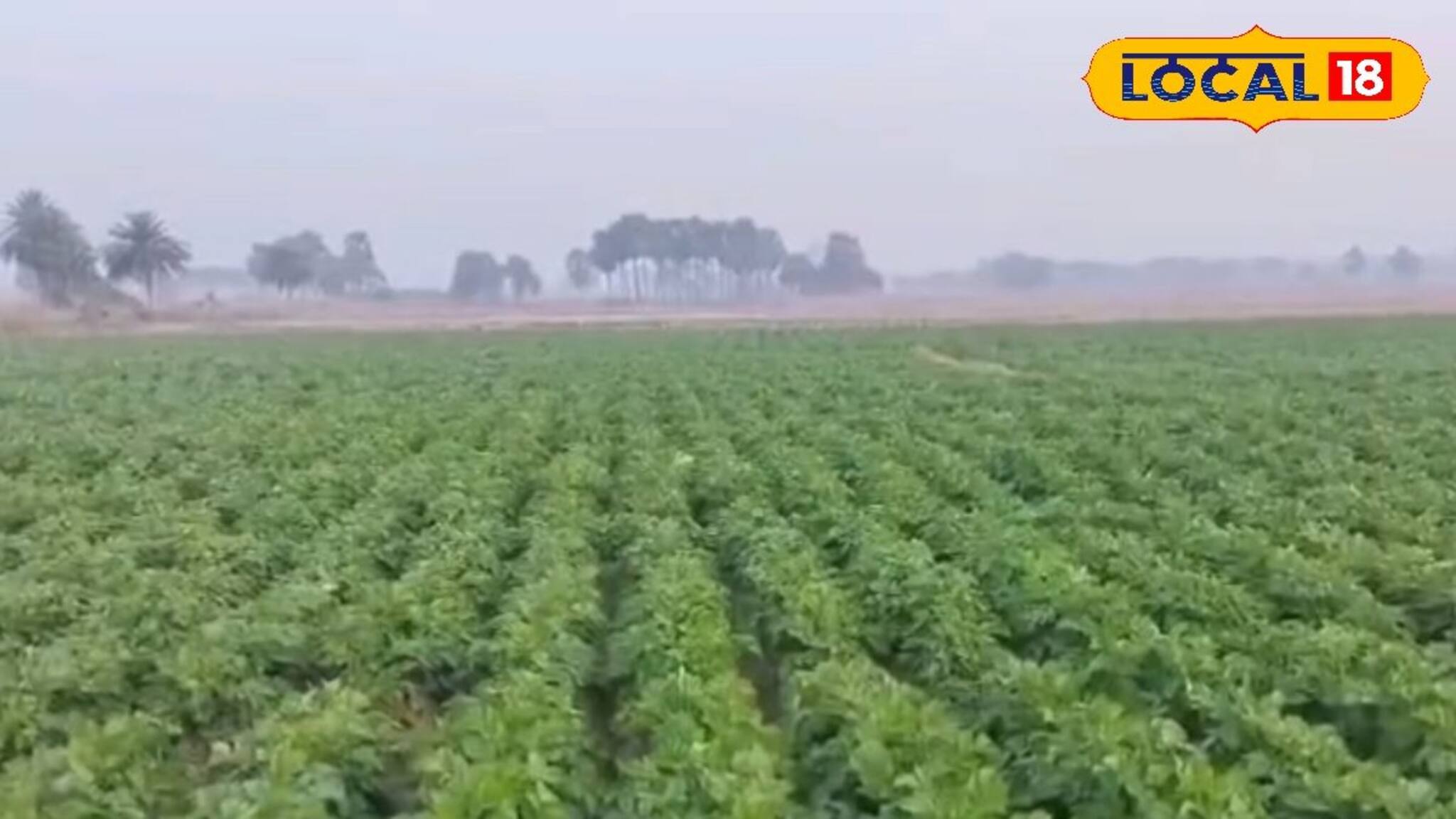 জমির আলুতে ধসা ধরেছে! ফসল নষ্ট হওয়ার হাত থেকে বাঁচানোর সহজ টিপস দিলেন কৃষি বিজ্ঞানী