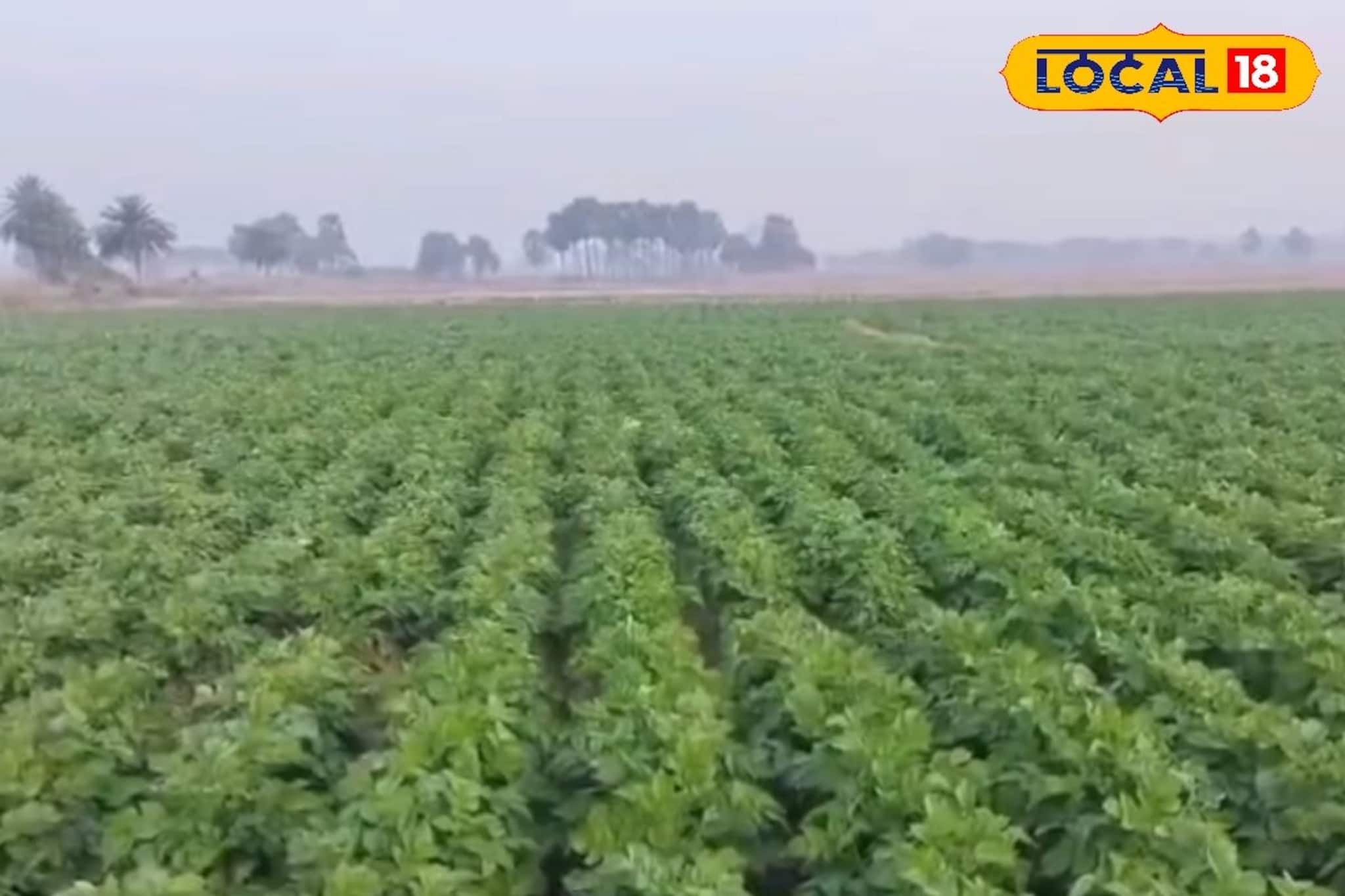 জমির আলুতে ধসা ধরেছে! ফসল নষ্ট হওয়ার হাত থেকে বাঁচানোর সহজ টিপস দিলেন কৃষি বিজ্ঞানী