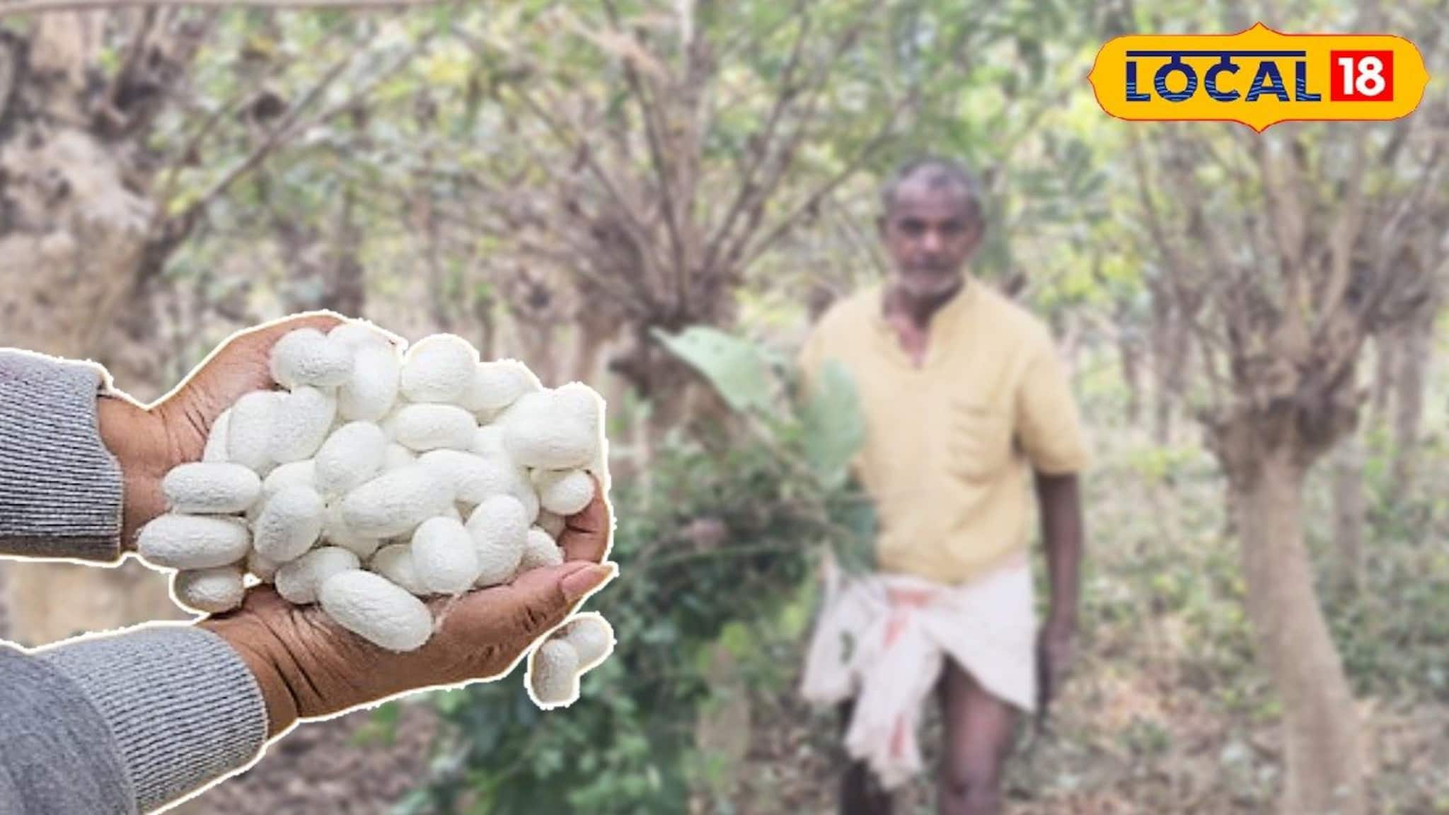 রেশম পোকা প্রতিপালনে ঘুরছে ভাগ্যের চাকা! সঠিক কৌশলে কিস্তিমাত