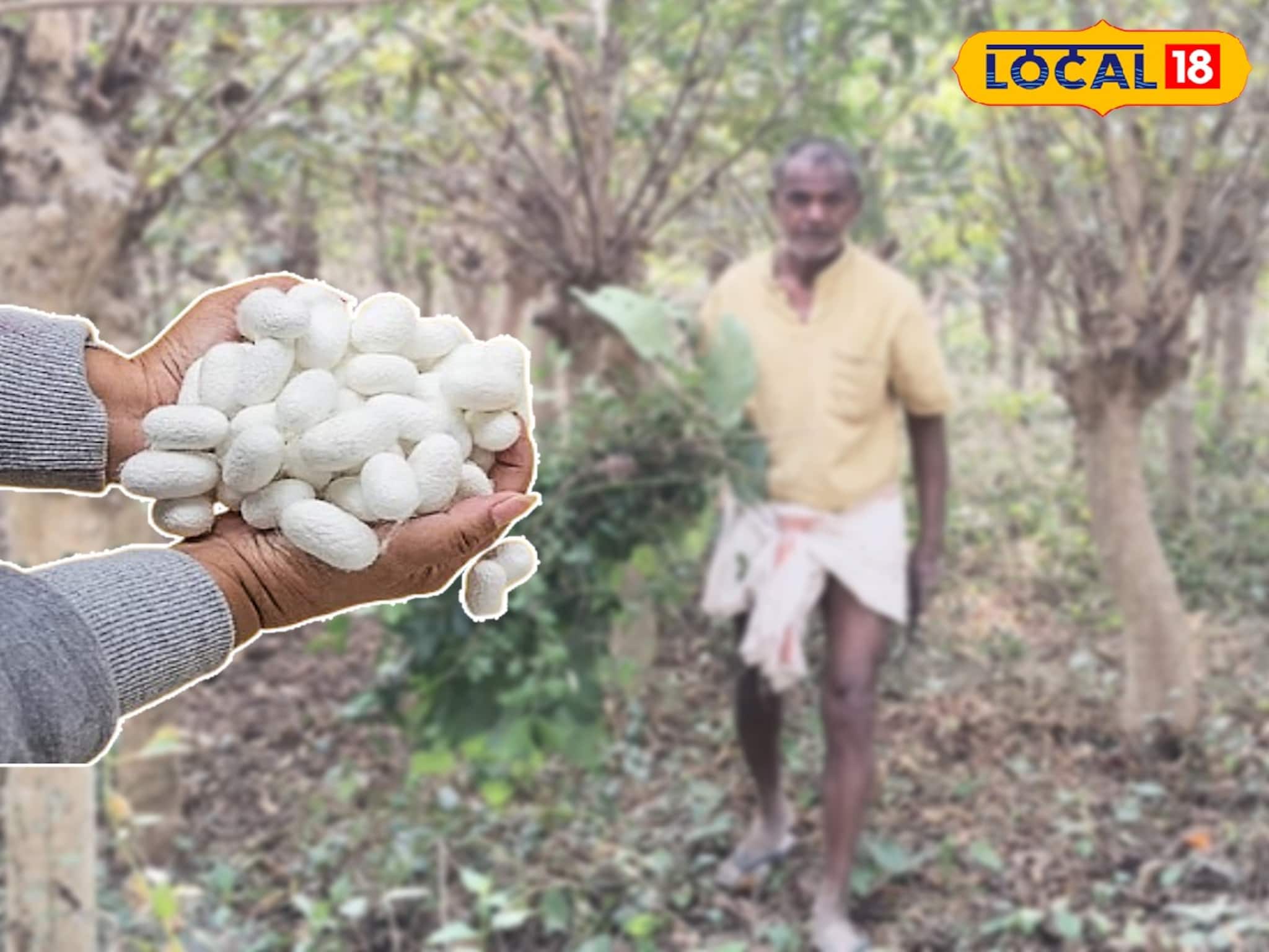 রেশম পোকা প্রতিপালনে খুলছে ভাগ্যের চাকা! সঠিক কৌশলে কিস্তিমাত
