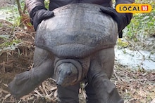 Rare Species Tortoise Rescue: নদীপাড়ে বিশালাকার কচ্ছপ পেয়ে রসিয়ে পিকনিকের প্ল্যান! মৃত্যুর মুখ থেকে পরিবেশে ফেরানো হল লুপ্তপ্রায় কাছিমকে