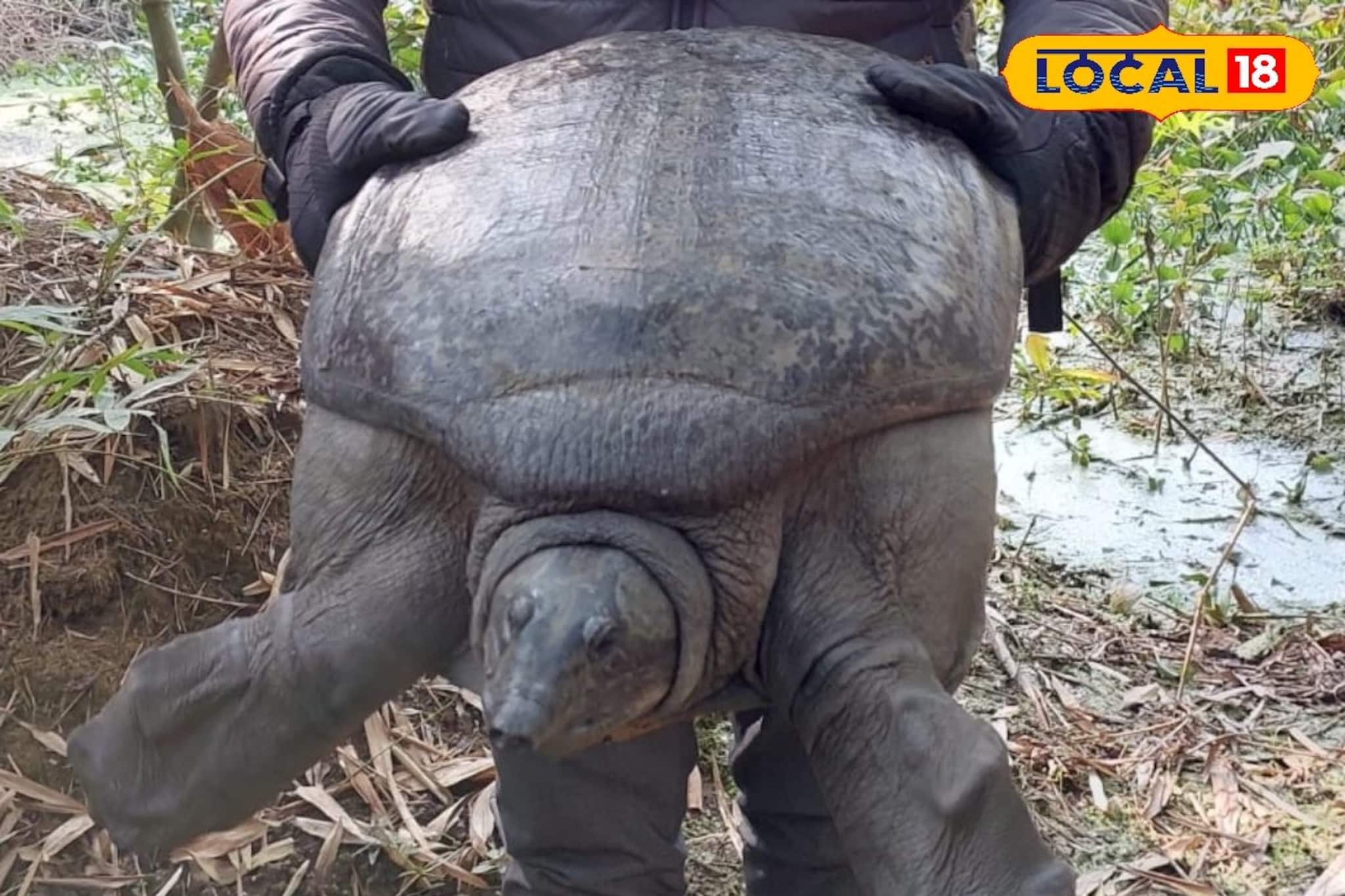 বাগনানে পিকক সফট শেল টার্টেল উদ্ধার! মৃত্যুর মুখ থেকে ফেরানো হল লুপ্তপ্রায় কাছিমকে