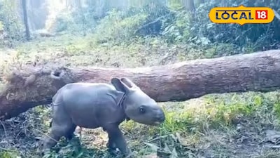 জলদাপাড়া জাতীয় উদ্যানে জন্ম নিল একশৃঙ্গ গন্ডার