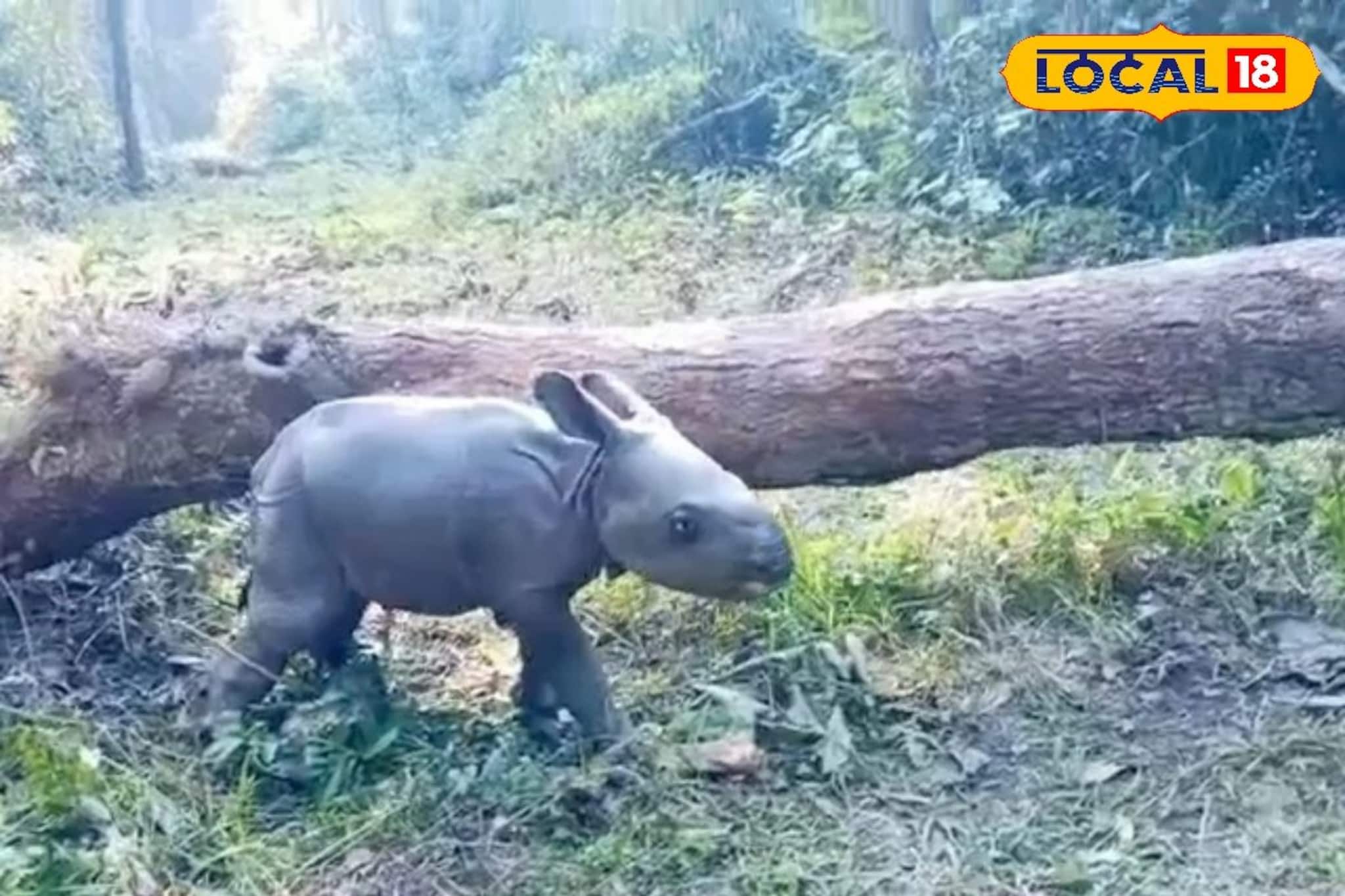 নিউ ইয়ারে জলদাপাড়ায় নিউ মেম্বার! জাতীয় উদ্যানে জন্ম নিল একশৃঙ্গ গন্ডার নিউ ইয়ারে জলদাপাড়ায় নিউ মেম্বার! জাতীয় উদ্যানে জন্ম নিল একশৃঙ্গ গন্ডার