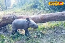 Alipurduar News: নিউ ইয়ারে জলদাপাড়ায় নিউ মেম্বার! জাতীয় উদ্যানে জন্ম নিল একশৃঙ্গ গন্ডার, গুটি গুটি পায়ে জঙ্গলে ঘুরছে শাবক