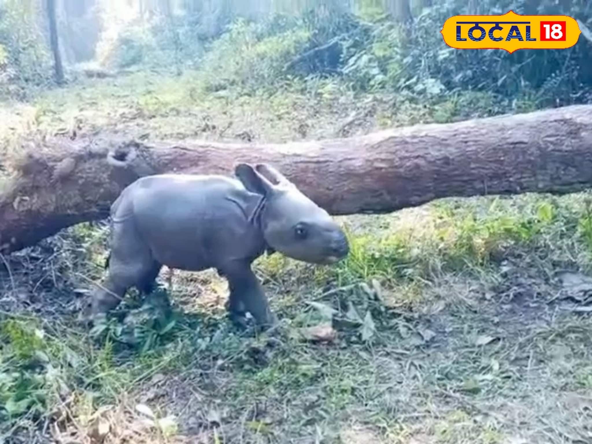 নিউ ইয়ারে জলদাপাড়ায় নিউ মেম্বার! জাতীয় উদ্যানে জন্ম নিল একশৃঙ্গ গন্ডার নিউ ইয়ারে জলদাপাড়ায় নিউ মেম্বার! জাতীয় উদ্যানে জন্ম নিল একশৃঙ্গ গন্ডার