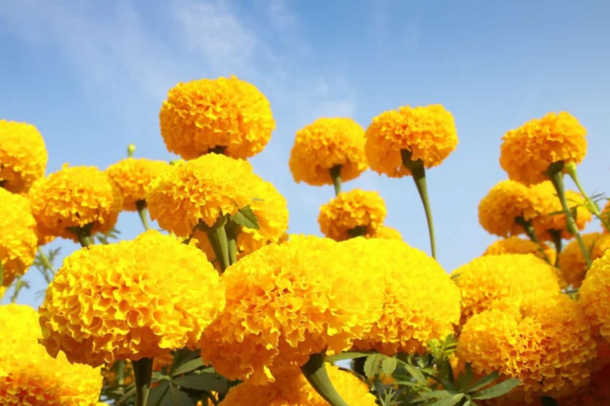 কুঁড়িতে কুঁড়িতে ভরে যাবে গাঁদা গাছ...! ৩০-৪৫ দিনেই ব্যালকনি-ছাদ উপচে পড়বে আলোয়