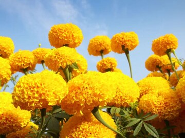 কুঁড়িতে কুঁড়িতে ভরে যাবে গাঁদা গাছ...! ৩০-৪৫ দিনেই ব্যালকনি-ছাদ উপচে পড়বে আলোয়