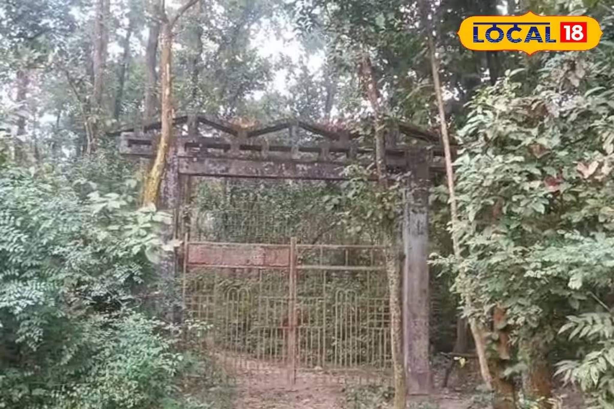 ঐতিহাসিক জঙ্গলের অনিশ্চিত বর্তমান! অবহেলা-আইনি জটে বিলুপ্তির পথে সাপ নিকলা ফরেস্ট