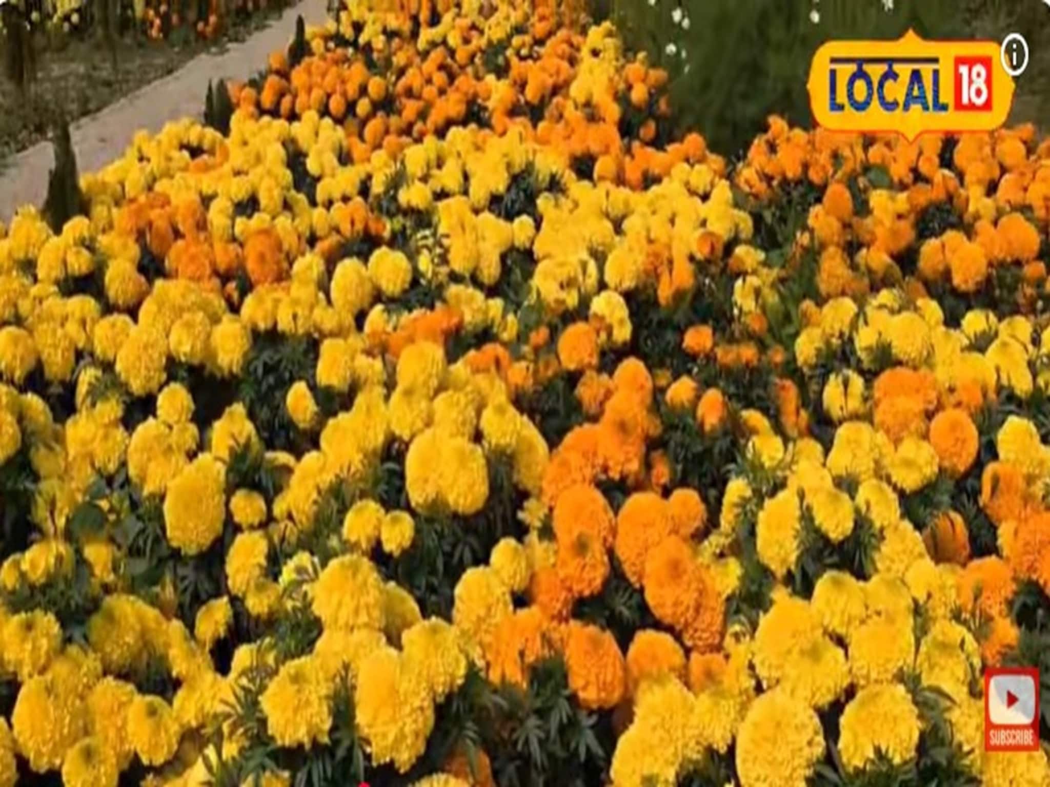 যেদিকে দু'চোখ যায় শুধু রঙিন ফুলের হাতছানি,ঘুরে আসুন বসিরহাটের ফুলের উপত্যকায়