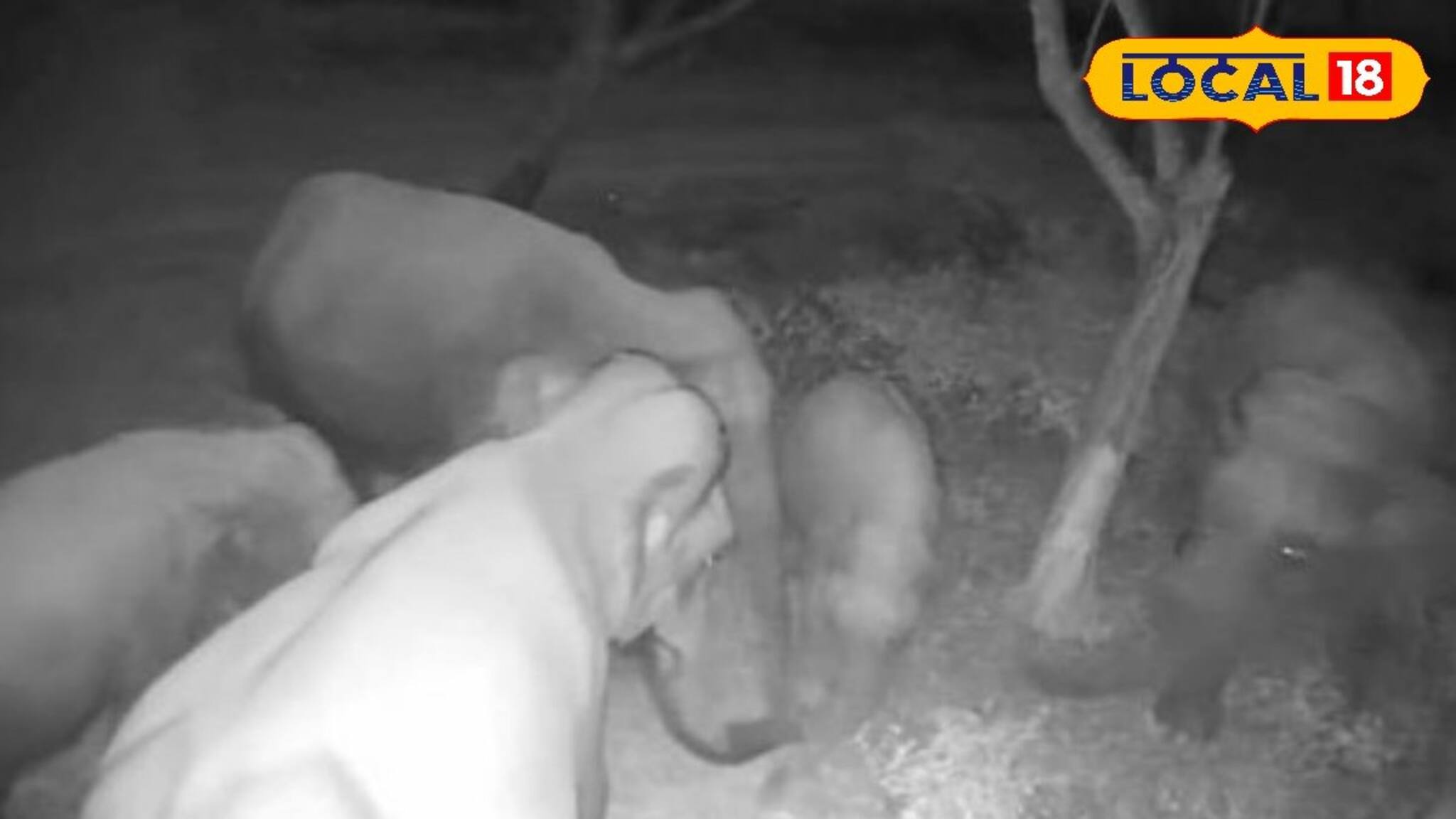 Jaldapara National Park: গভীর রাতে হাতিদের গোপন বৈঠক! জলদাপাড়ার সিসি ক্যামেরার চাঞ্চল্যকর ফুটেজ ভাইরাল, অবস্থা বুঝে ব‍্যবস্থা গ্রহণ বন দফতরের