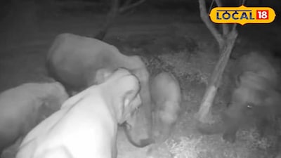 হাতির দলের গোপন বৈঠক