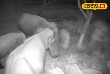 Jaldapara National Park: গভীর রাতে হাতিদের গোপন বৈঠক! জলদাপাড়ার সিসি ক্যামেরার চাঞ্চল্যকর ফুটেজ ভাইরাল, অবস্থা বুঝে ব‍্যবস্থা গ্রহণ বন দফতরের