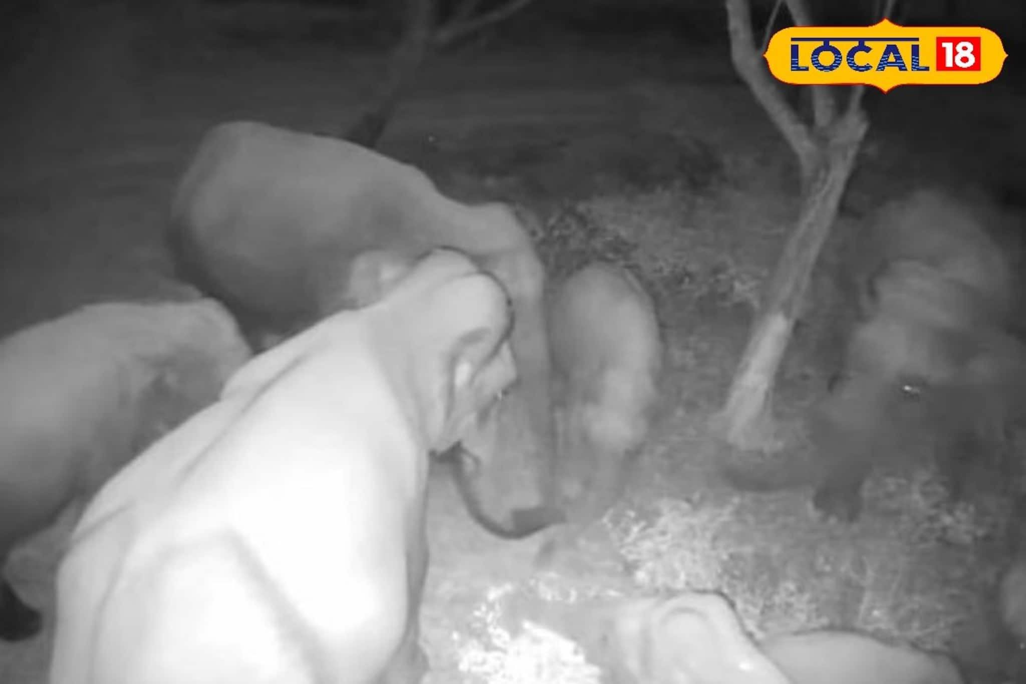 গভীর রাতে হাতিদের গোপন বৈঠক! জলদাপাড়ার CCTV-র চাঞ্চল্যকর ফুটেজ ভাইরাল