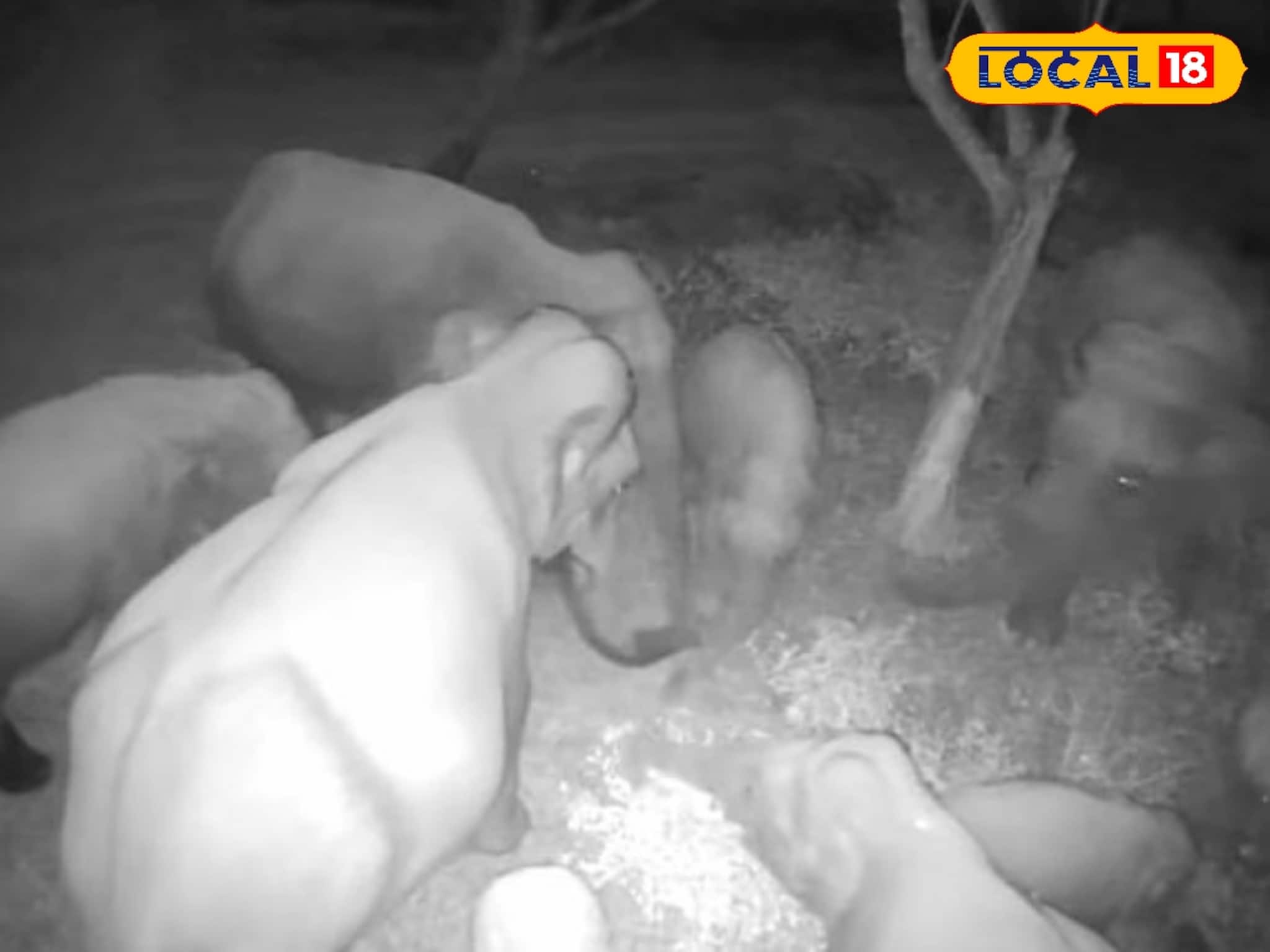 গভীর রাতে হাতিদের গোপন বৈঠক! জলদাপাড়ার সিসিটিভির চাঞ্চল্যকর ফুটেজ ভাইরাল