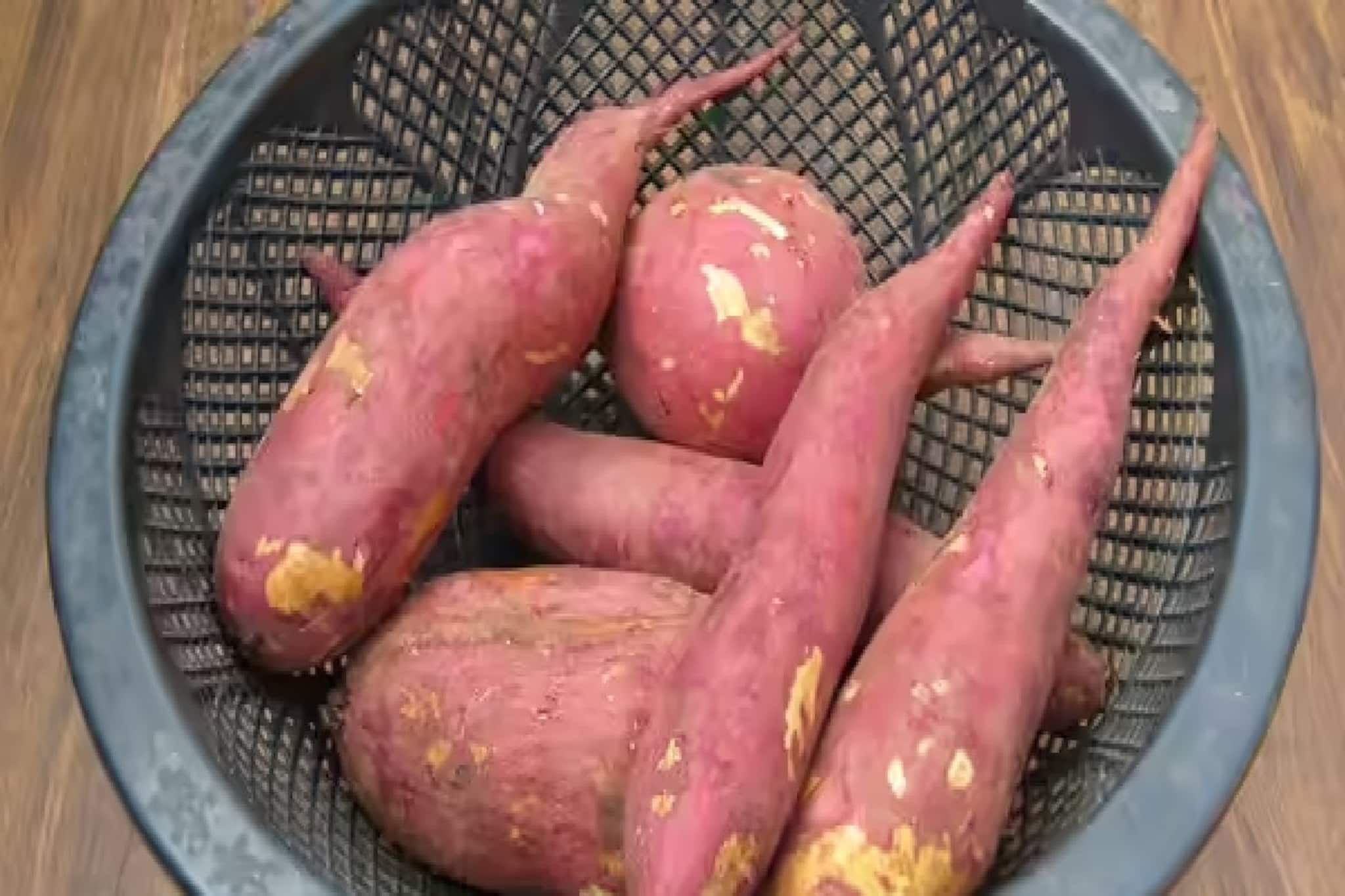 বাজার ছেয়ে গিয়েছে নকল মিষ্টি আলুতে, ডায়াবেটিস রোগীদের মারাত্মক ক্ষতি হচ্ছে! কীভাবে চিনবেন?