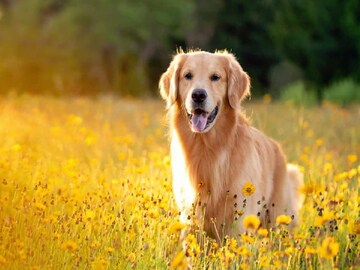 কুকুর পুষতে চান এদিকে বাড়িতে খুদে আছে? আপনার জন্য পারফেক্ট কুকুরের যে ১০ ব্রিড