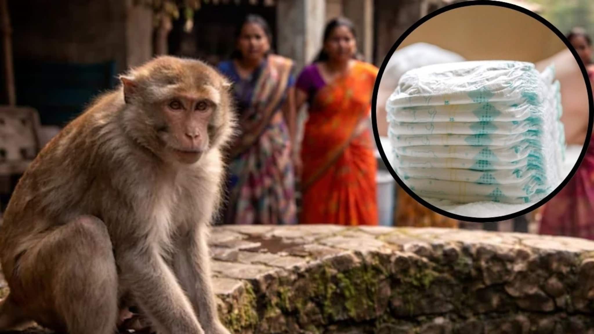 Viral: ২০ দিনের শিশুকে মায়ের কোল থেকে ছিনিয়ে কুয়োতে ছুঁড়ে ফেলে দিল বানর, তারপর যা ঘটল... শুনলে গায়ে কাঁটা দেবে!