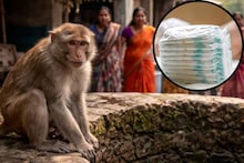 Viral: ২০ দিনের শিশুকে মায়ের কোল থেকে ছিনিয়ে কুয়োতে ছুঁড়ে ফেলে দিল বানর, তারপর যা ঘটল... শুনলে গায়ে কাঁটা দেবে!