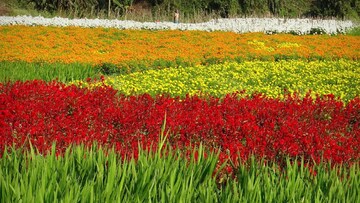 পশ্চিমবঙ্গের