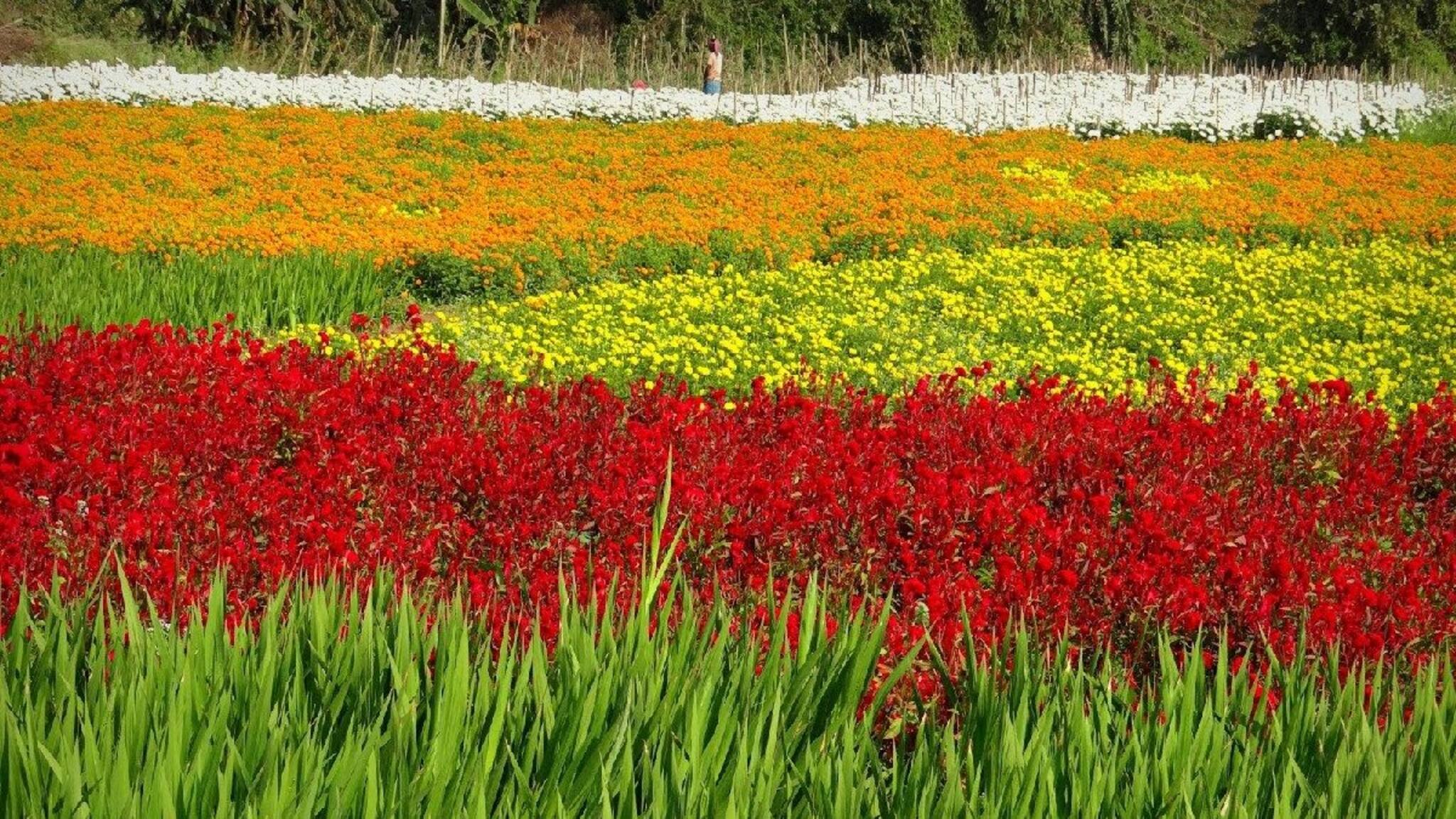 ক্ষীরাইয়ের 'ফ্লাওয়ার্স ভ্যালি' টেক্কা দেবে বিদেশের সৌন্দর্যকেও, হোমস্টে চালু করছে সরকার