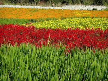 পশ্চিমবঙ্গের