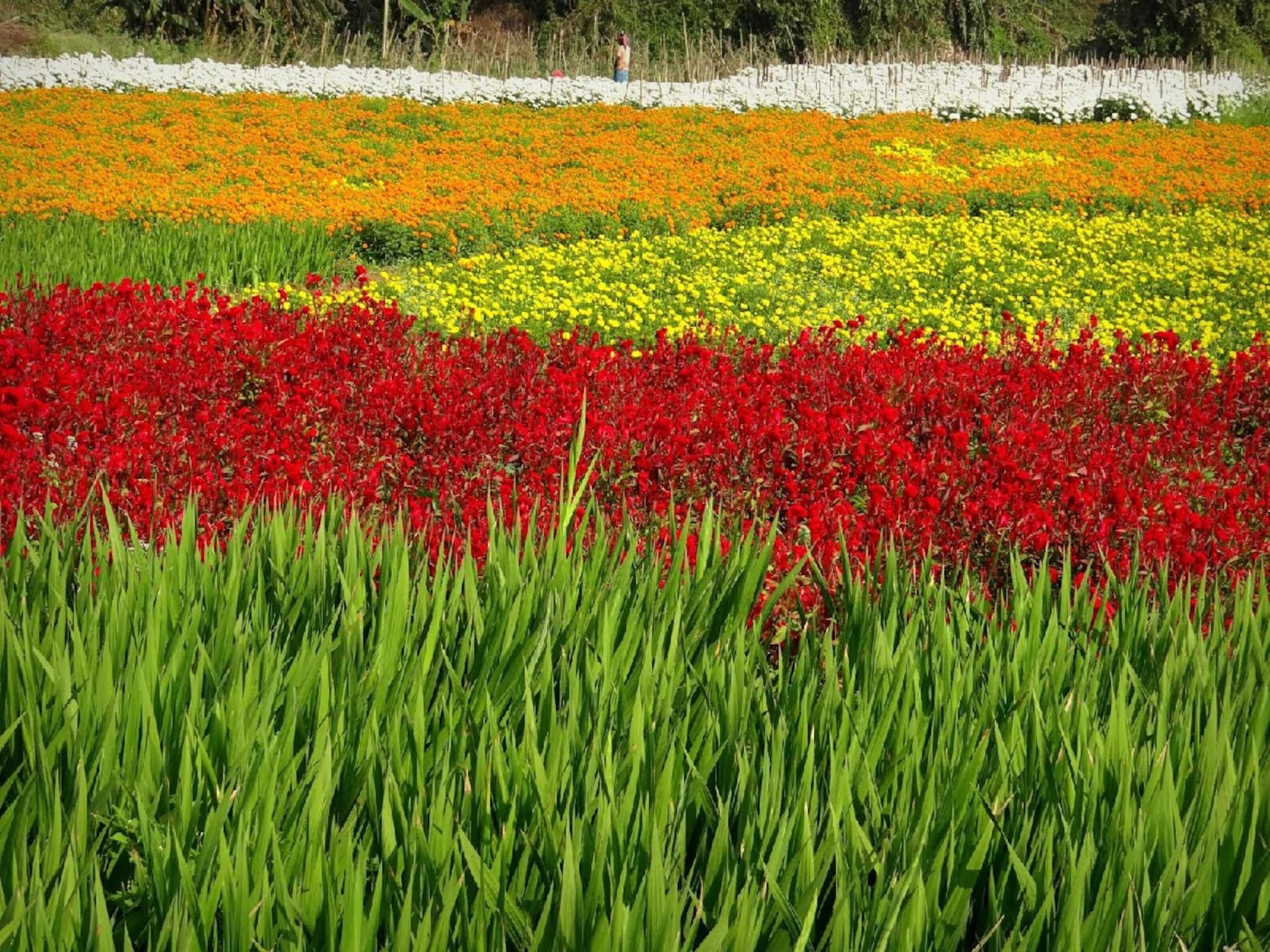 ক্ষীরাইয়ের 'ফ্লাওয়ার্স ভ্যালি' টেক্কা দেবে বিদেশের সৌন্দর্যকেও, হোমস্টে চালু করছে সরকার