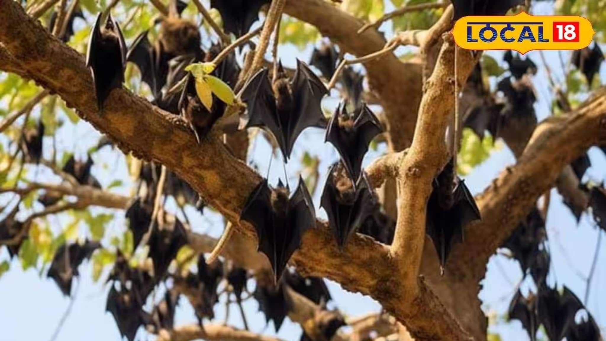 West Medinipur News: নিপা আতঙ্কের মাঝেও সম্পর্ক অটুট! 'প্রতিবেশী'দের তাড়াতে নারাজ ‘বাদুড় গ্রামে'র মানুষ, হাজার হাজার বাদুড়ের সঙ্গেই চলছে বসবাস