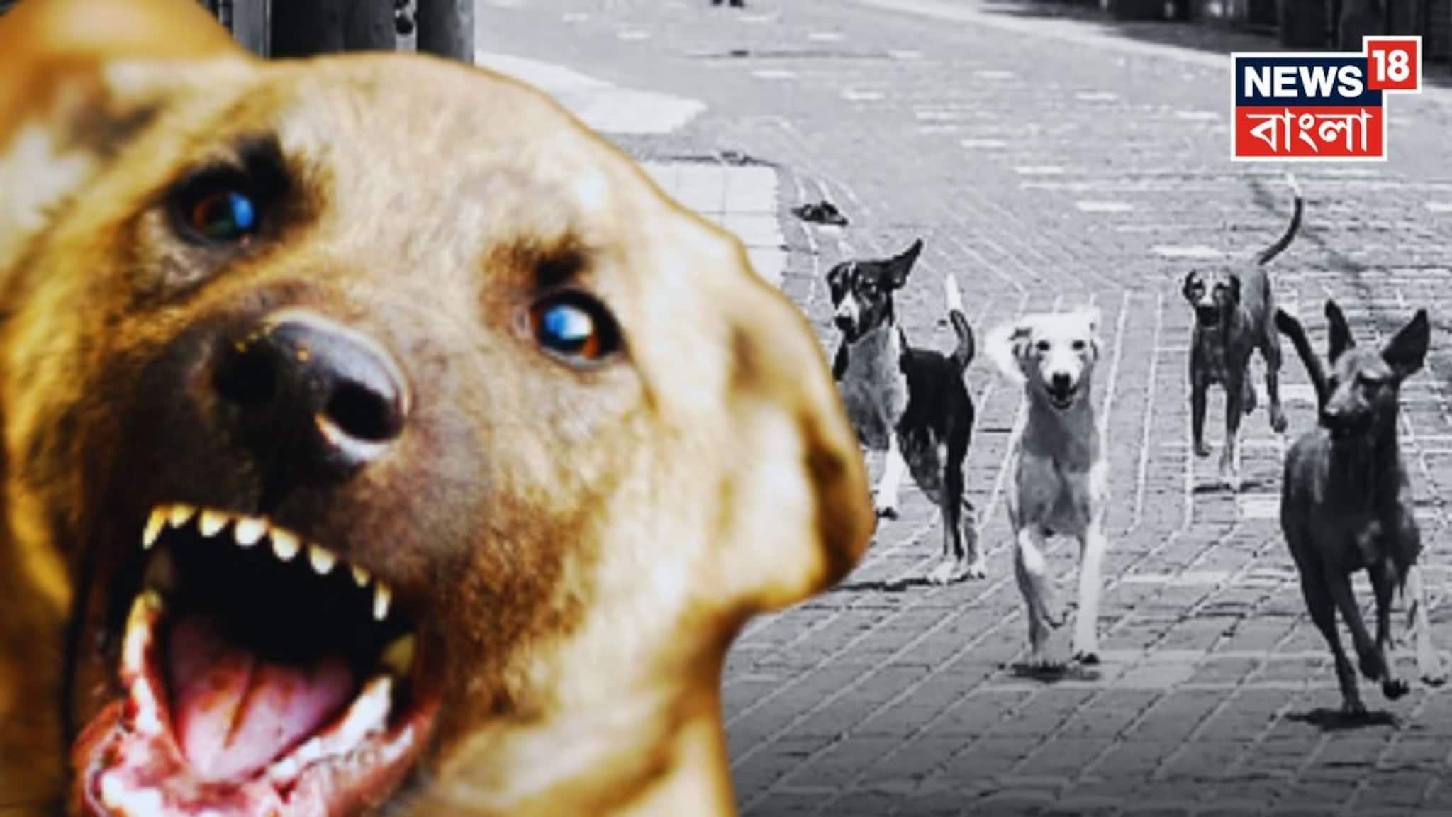 যদি 'কুকুর' হঠাৎ তাড়া করে..! সঙ্গে সঙ্গে করুন এই 'কৌশল', জানুন বিশেষজ্ঞের 'টিপস'!